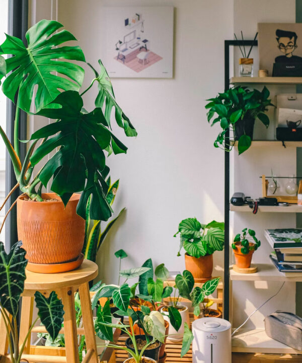 Philodendron ‘Micans’￼ - Image 4