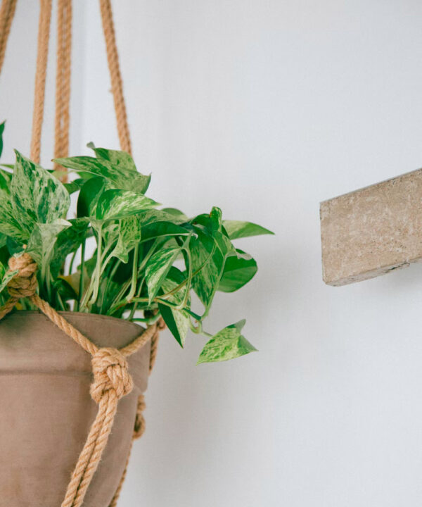 Philodendron ‘Micans’￼ - Image 2
